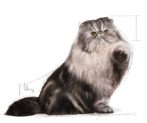 Royal Canin Persian Adult karma mokra w pasztecie dla kotów dorosłych rasy perskiej saszetka 85g Royal Canin Persian Adult karma mokra w pasztecie dla kotów dorosłych rasy perskiej saszetka 85g