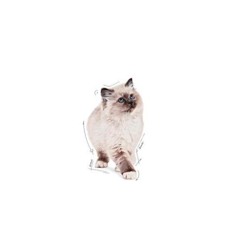 Royal Canin Kitten w sosie karma mokra dla kociąt do 12 miesiąca życia saszetka 85g Royal Canin Kitten w sosie karma mokra dla kociąt do 12 miesiąca życia saszetka 85g
