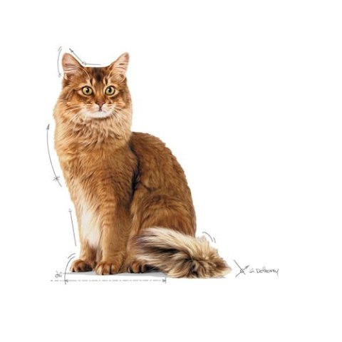 Royal Canin Light Weight Care w galaretce karma mokra dla kotów dorosłych, z tendencją do nadwagi saszetka 85g Royal Canin Light Weight Care w galaretce karma mokra dla kotów dorosłych, z tendencją do nadwagi saszetka 85g