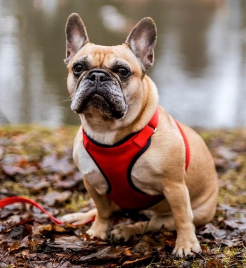 Dingo Szelki bezuciskowe z dwupaskową regulacją L czerwone Dingo Szelki bezuciskowe z dwupaskową regulacją L czerwone