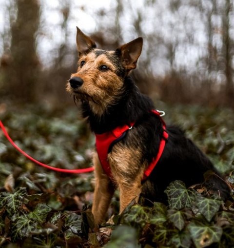 Dingo Szelki bezuciskowe z dwupaskową regulacją L czerwone Dingo Szelki bezuciskowe z dwupaskową regulacją L czerwone