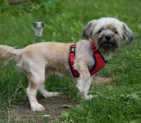 Dingo Szelki bezuciskowe z dwupaskową regulacją L czerwone Dingo Szelki bezuciskowe z dwupaskową regulacją L czerwone