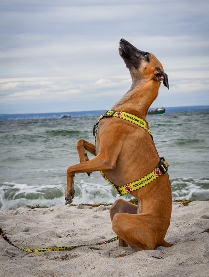 Dingo Szelki dwupaskowe Guard City - Nie Dotykaj rozmiar S Dingo Szelki dwupaskowe Guard City - Nie Dotykaj rozmiar S